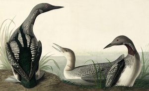 Czarnogardły nurek, Colymbus Arcticus, z „Ptaki Ameryki” Johna J. Audubona, wyd. 1827-38 autorstwa John James Audubon