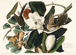 Kukułka czarnodzioba z książki „Birds of America” (1827) autorstwa John James Audubon