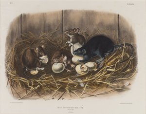 Czarny szczur, ok.1845 autorstwa John James Audubon
