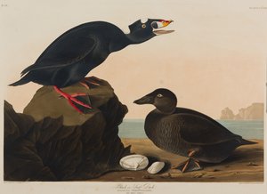 Kaczka czarna lub surfowa, 1836 (wc na papierze) autorstwa John James Audubon