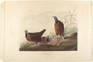 Gołąb modrogłowy autorstwa John James Audubon