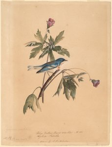 Niebiesko-żółta gajówka autorstwa John James Audubon