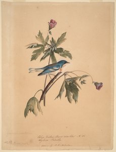 Lasówka o niebiesko-żółtym grzbiecie autorstwa John James Audubon
