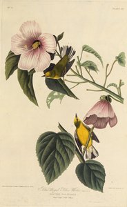 Niebieskoskrzydła żółta gajówka. Z Ptaków Ameryki, 1827-1838. autorstwa John James Audubon