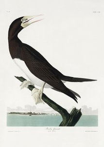 Kormoran z książki „Ptaki Ameryki” (1827) autorstwa John James Audubon