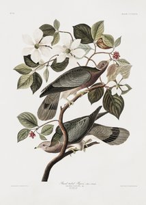 Gołąb ogoniasty z książki „Birds of America” (1827) autorstwa John James Audubon