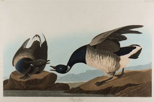 Gęś Brant, 1837 (wc na papierze) autorstwa John James Audubon