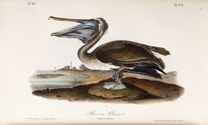 Pelikan brunatny autorstwa John James Audubon