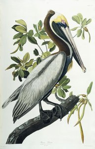 Pelikan brunatny, 1835 autorstwa John James Audubon