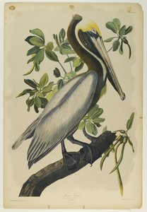 Pelikan brązowy, wydrukowany przez Juliena Biena i wydany przez Roe Lockwood & Son, 1861 (chromolitografia) autorstwa John James Audubon