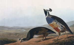Kalifornijska kuropatwa, z "Ptaków Ameryki", wyryte przez Roberta Havella (1793-1878) 1838
