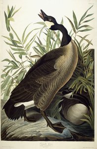 Gęś kanadyjska, ok. 1827-1838 autorstwa John James Audubon