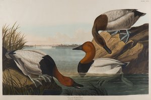 Kaczka na płótnie, 1836 (wc na papierze)