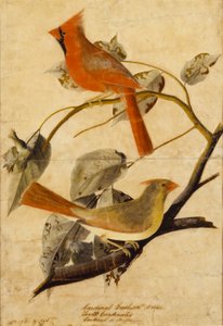 Głuszec autorstwa John James Audubon