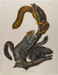 kot wiewiórka autorstwa John James Audubon