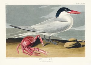 Rybitwa cayenna z książki „Birds of America” (1827) autorstwa John James Audubon