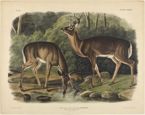 Cervus virginianus, Pennant autorstwa John James Audubon
