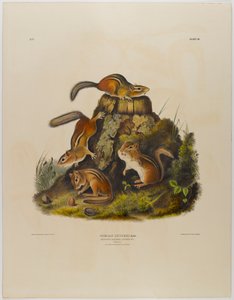 Chrupiąca wiewiórka hackee autorstwa John James Audubon