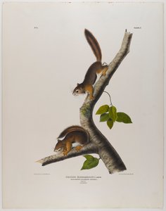 wiewiórka kolumbijska autorstwa John James Audubon