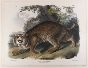 Pospolity amerykański żbik autorstwa John James Audubon
