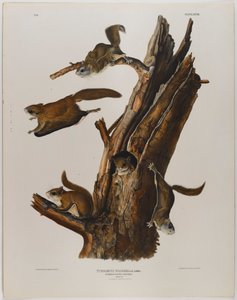Latająca wiewiórka autorstwa John James Audubon