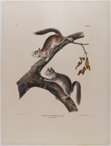 Puszysta wiewiórka autorstwa John James Audubon