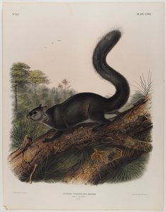 Mroczna wiewiórka autorstwa John James Audubon
