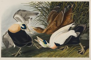 Eider Duck, 1835 (wc na papierze) autorstwa John James Audubon