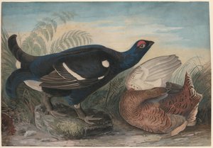 angielskie czarne fiuty autorstwa John James Audubon