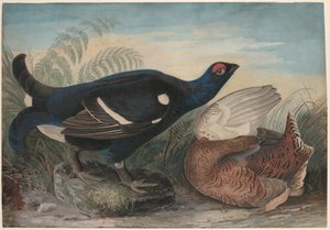 Angielskie cietrzewie autorstwa John James Audubon