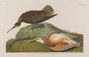 Esquimaux Curlew, 1834 (wc na papierze) autorstwa John James Audubon