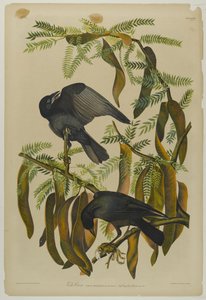 Fish Crow, wydrukowany przez Juliena Biena i opublikowany przez Roe Lockwood & Son, 1861 (chromolitografia) autorstwa John James Audubon