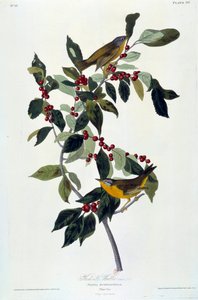 Kwiaty i ptaki Jedwabny obraz Johna Jamesa Audubona (1780-1851) (wew.) 1826-1830. Paryż, B.N. autorstwa John James Audubon