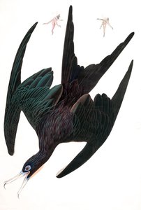 Fregata Pelikan, Tachypetes Aquilis, z „Ptaki Ameryki” Johna J. Audubona, wyd. 1827-38 (ręcznie kolorowane grawerowanie) autorstwa John James Audubon