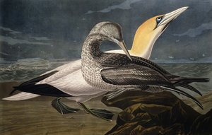 Głuptaki, z „Birds of America”, rytowane przez Roberta Havella (1793-1878) wydane w 1836 r.