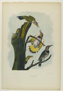 Dzięcioł złotoskrzydły, wydrukowany przez Juliena Biena i wydany przez Roe Lockwood & Son, 1861 (chromolitografia) autorstwa John James Audubon