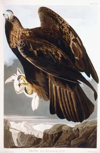 Złoty Orzeł, 1833 autorstwa John James Audubon