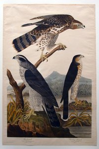 Jastrząb gołębiarz, jastrząb Stanleya (nr 29) autorstwa John James Audubon