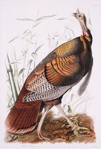Świetny amerykański kogut, czyli dziki indyk autorstwa John James Audubon