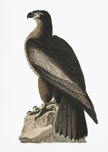 Orzeł bielik amerykański z książki „Ptaki Ameryki” (1827) autorstwa John James Audubon