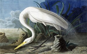 Czapla wielka, Casmerodius Albus, z „Ptaków Ameryki” Johna J. Audubona, wyd. 1827-38