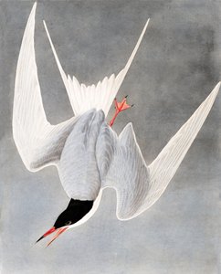 Rybitwa wielka, Sterna Hirundo, z „Ptaki Ameryki” Johna J. Audubona, wyd. 1827-38 autorstwa John James Audubon