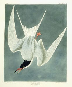 Wielki zwrot, mężczyzna, upierzenie wiosenne, 1836 autorstwa John James Audubon