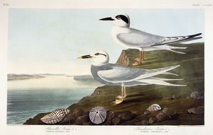 Rybitwa Havell i Rybitwa Trudeau, 1838 autorstwa John James Audubon