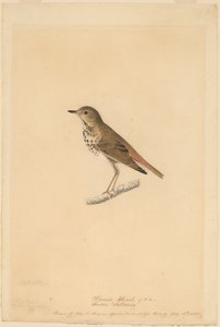 Drozd pustelnik autorstwa John James Audubon