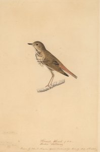 Drozd pustelnik, 1820. autorstwa John James Audubon