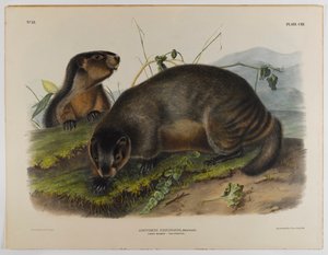 świstak siwy autorstwa John James Audubon