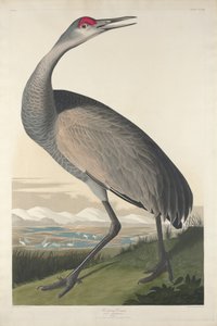 Suwnica, 1835 autorstwa John James Audubon