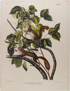 Wiewiórka z Zatoki Hudsona autorstwa John James Audubon