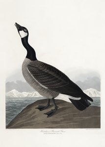 Gęś białoczelna autorstwa Hutchinsa z albumu „Birds of America” (1827) autorstwa John James Audubon